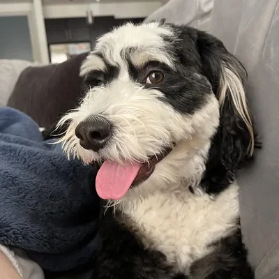 Female Mini Bernedoodle Dog for Rescue in Herndon, VA