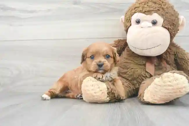 cavapoo-zale-985016325334981.jpg