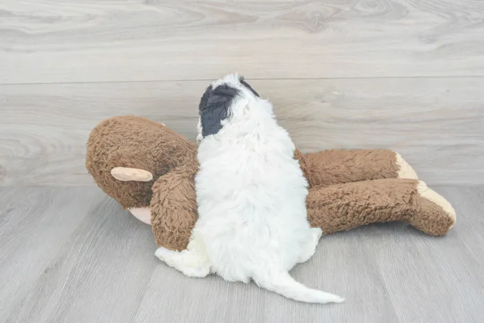 cavapoo-olive-9859126958850072.jpg