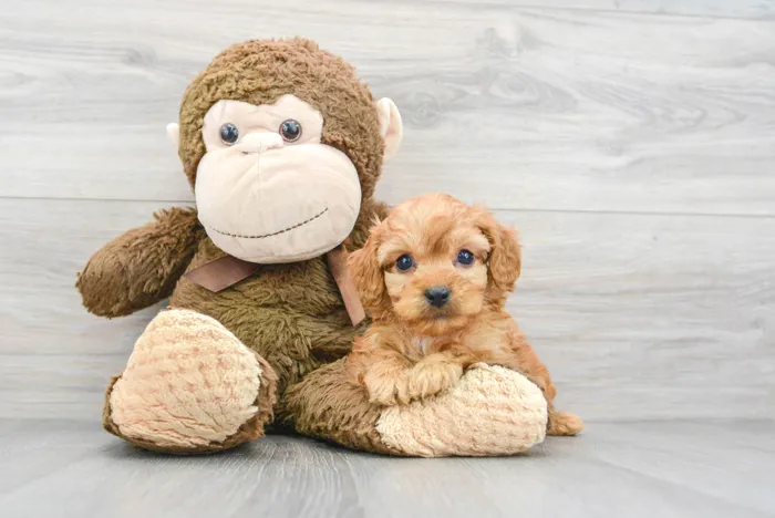 cavapoo-argo-9971292472975290.jpg
