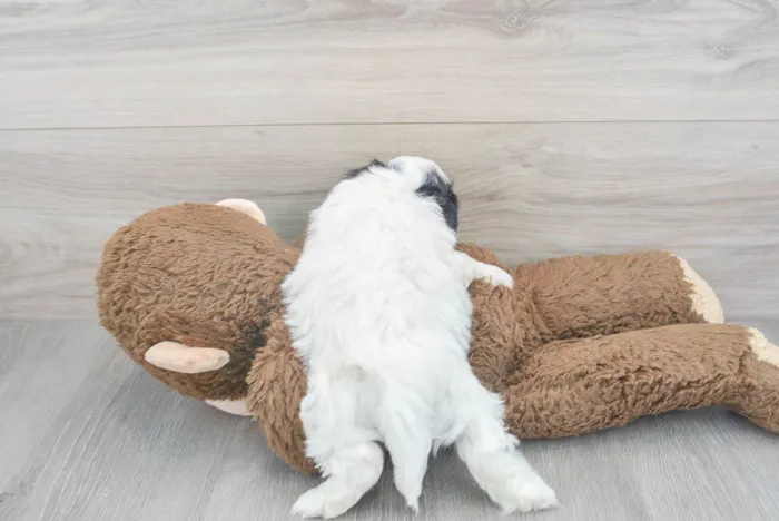 teddy-bear-chip-9789564820409722.jpg
