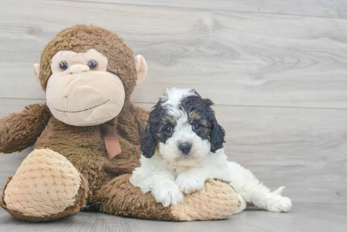 cavapoo-olive-9859126969886590.jpg