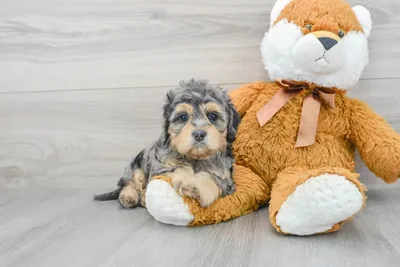 cavapoo-loretta-10031061134082141.jpg
