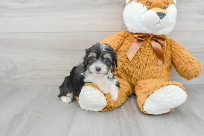mini-aussiedoodle-crash-10031050051588331.jpg