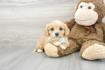 Male Cavapoo puppy for sale at Pinogy Store.
