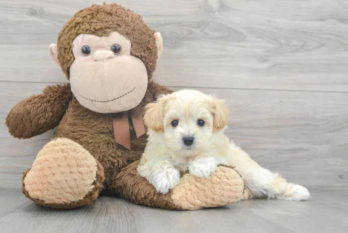 maltipoo-peyton-9919573761639970.jpg