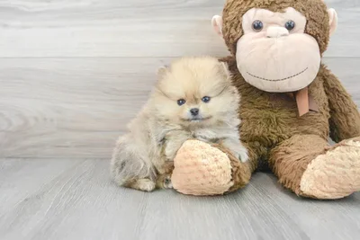 pomeranian-moana-9669230391446991.jpg