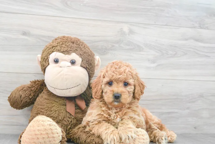 mini-goldendoodle-julian-9798049316746410.jpg