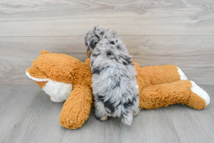 poodle-halsey-9979665062474222.jpg