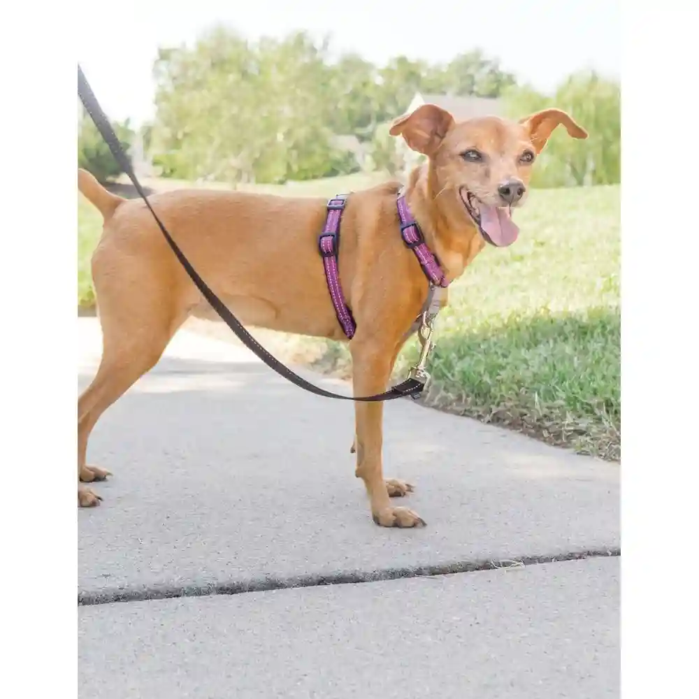 3 In 1 Harness Large Plum Large