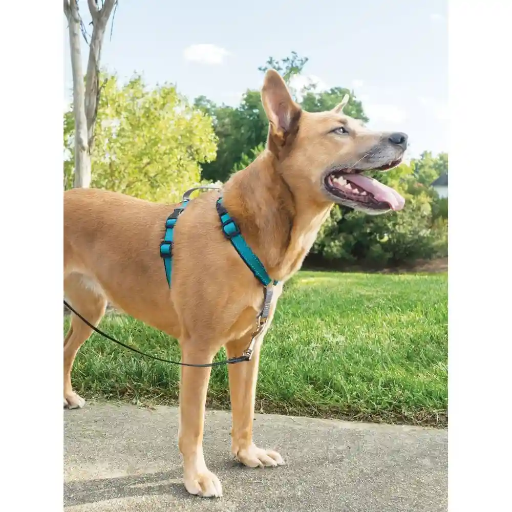 3 In 1 Harness Medium Teal Medium