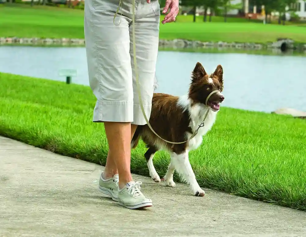 Gentle Leader Headcollar, No-pull Dog Collar Medium Fawn