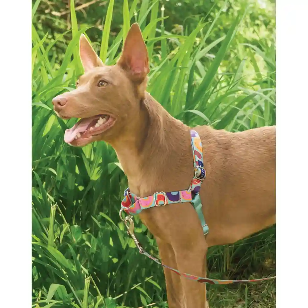 Easy Walk Chic Designer Harness & Leash Md Donuts