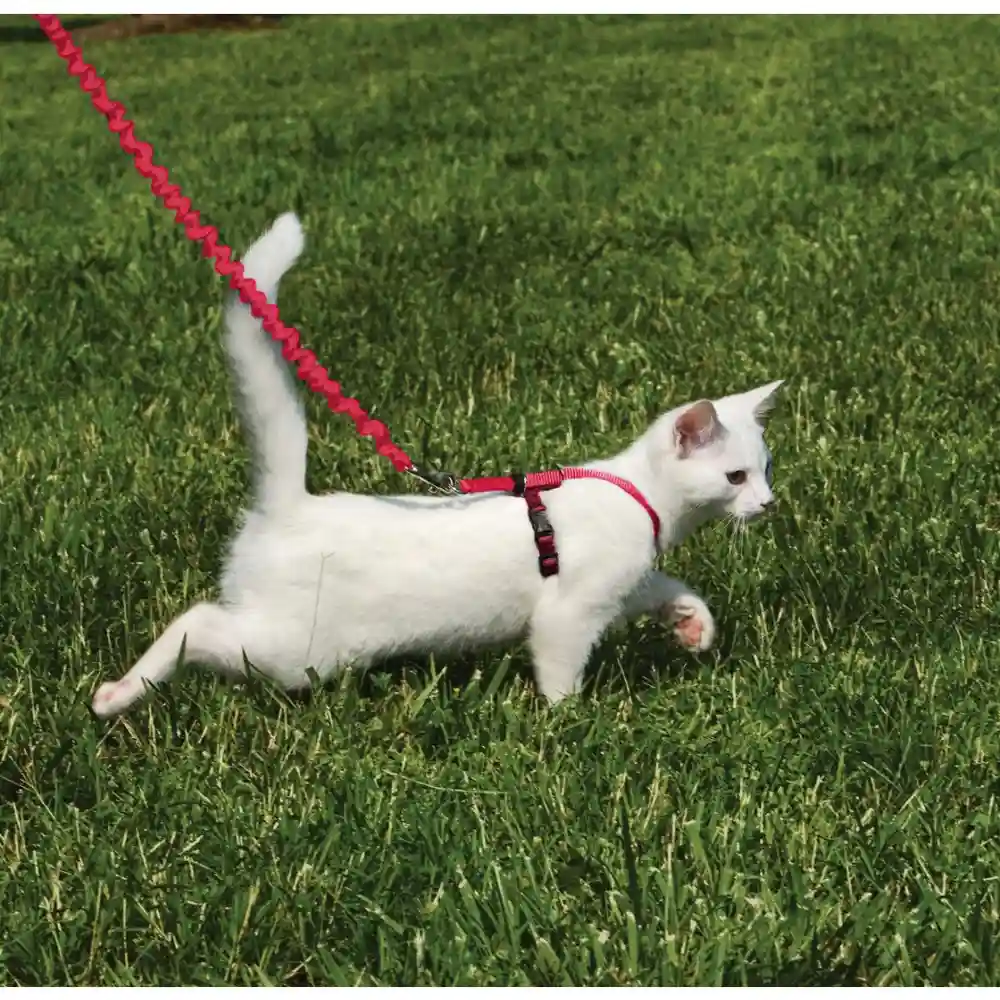 Harness & Bungee Leash Medium Red Medium