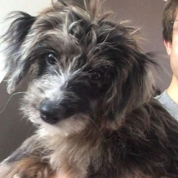 Female Mini Aussiedoodle Dog for Sale in Herndon, VA image