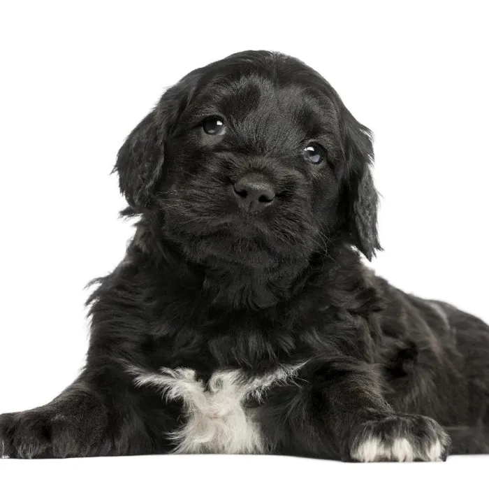 Portuguese Water Dog Puppy image