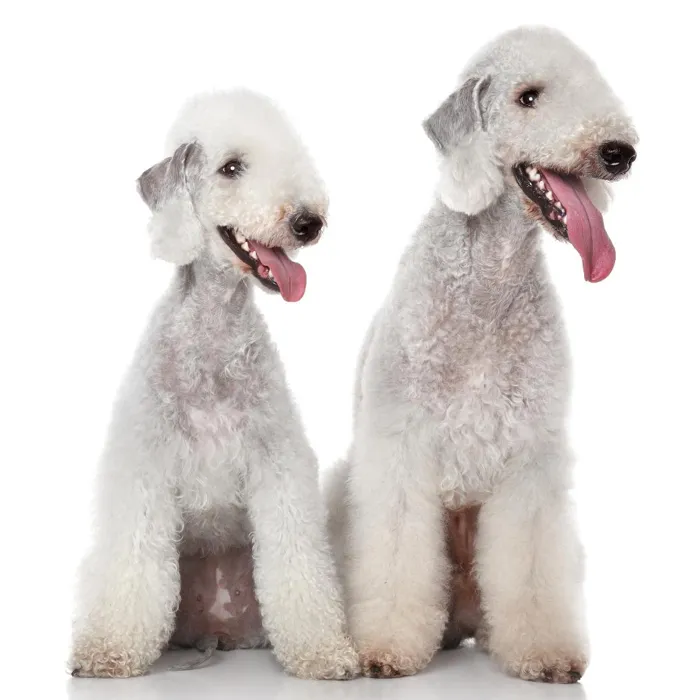 Bedlington Terrier Puppies for Sale