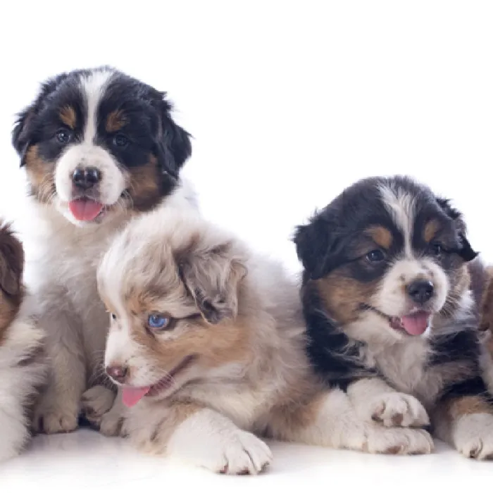 Mini Aussie Puppies for Sale image