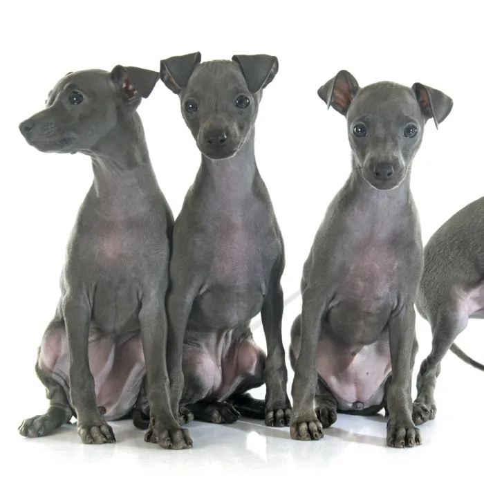 Italian Greyhound Puppies for Sale image