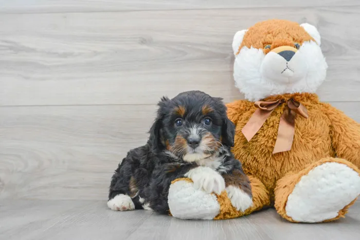 mini-bernedoodle-sedona-9979697610853891.jpg image