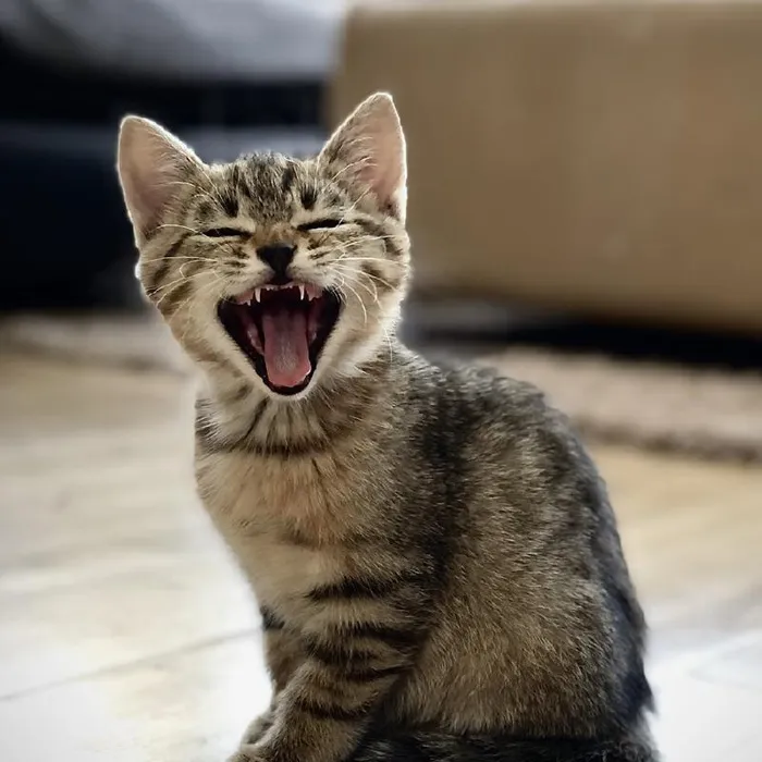 Male normal cat Kitten for sale image