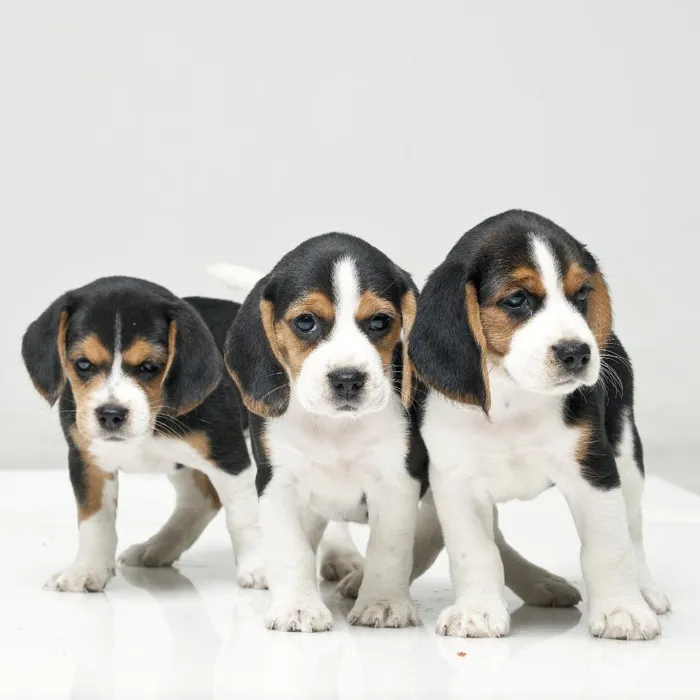 Beagle Puppies for Sale image