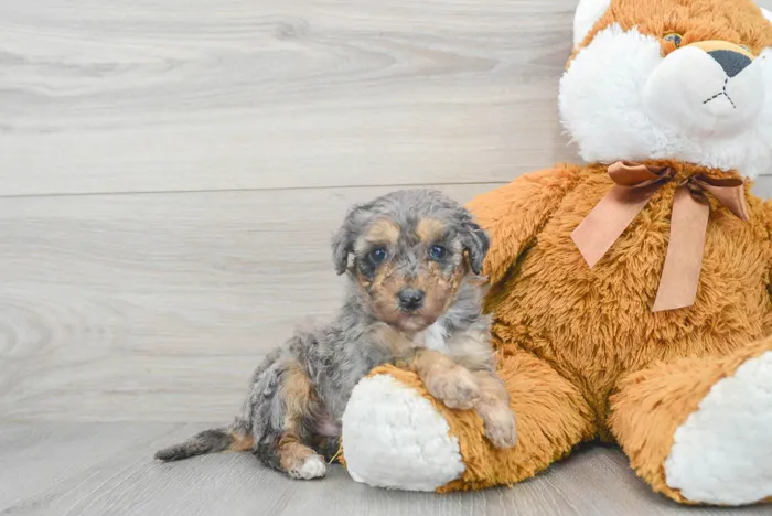 mini-sheepadoodle-mandalay-9859124842640811.jpg image