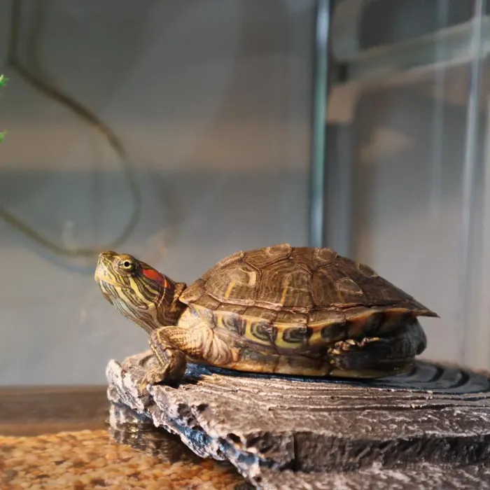 Turtle for sale