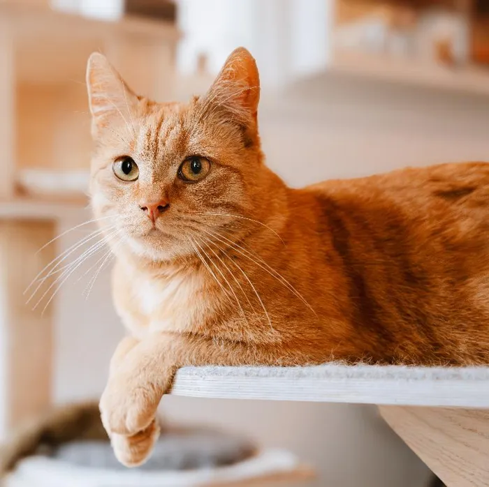 Cat for sale
