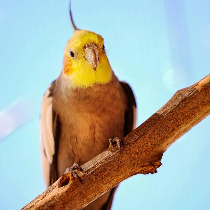 Bird for sale