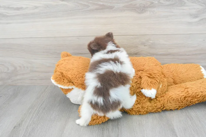 Female Pomeranian puppy for sale at Pinogy Store.
