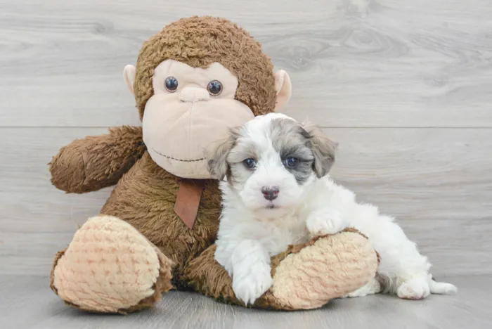 Male Maltipoo puppy for sale at Pinogy Store.
