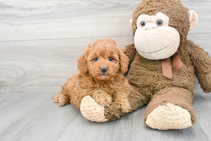 Female Mini Goldendoodle puppy for sale at Pinogy Store.