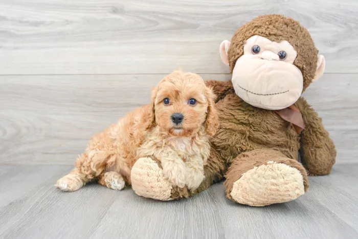 Female Cavapoo puppy for sale at Pinogy Store.