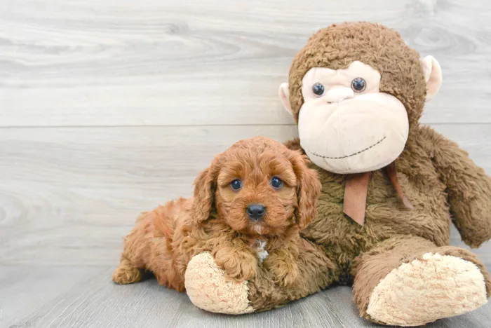 Female Cavapoo puppy for sale at Pinogy Store.