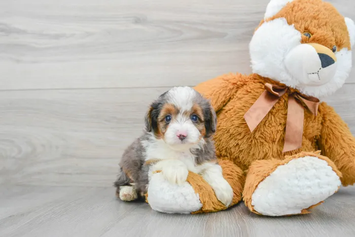 Female Mini Aussiedoodle puppy for sale at Pinogy Store.