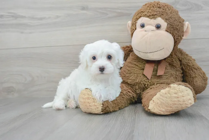 Female Havapoo puppy for sale at Pinogy Store.