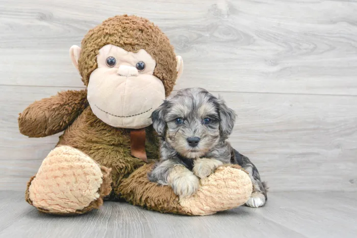Male Maltipoo puppy named Franklin for sale at Pinogy Store.