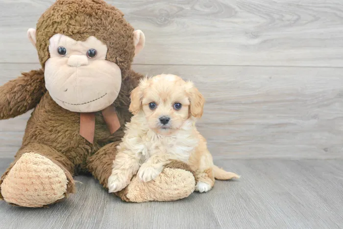 Male Cavachon puppy for sale at Pinogy Store.