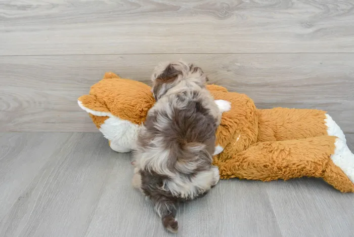 Female Havapoo puppy for sale at Pinogy Store.