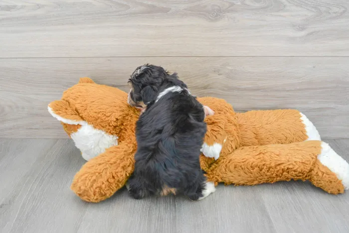 Male Mini Aussiedoodle puppy for sale at Pinogy Store.