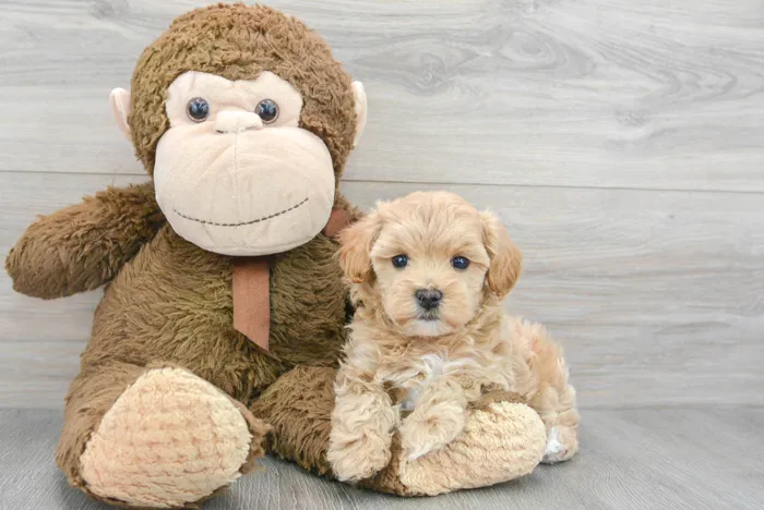 Female Maltipoo puppy for sale at Pinogy Store.