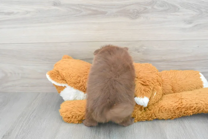 Female Pomeranian puppy for sale at Pinogy Store.