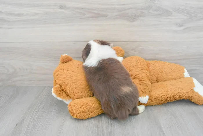 Female Mini Aussie puppy for sale at Pinogy Store.