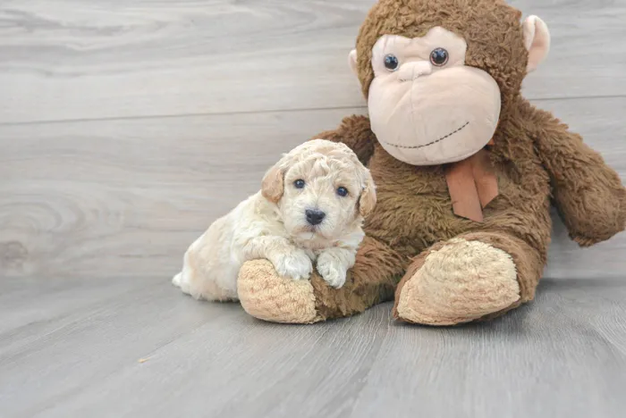 Male Bichon-Poodle puppy named Bradley for sale at Pinogy Store.