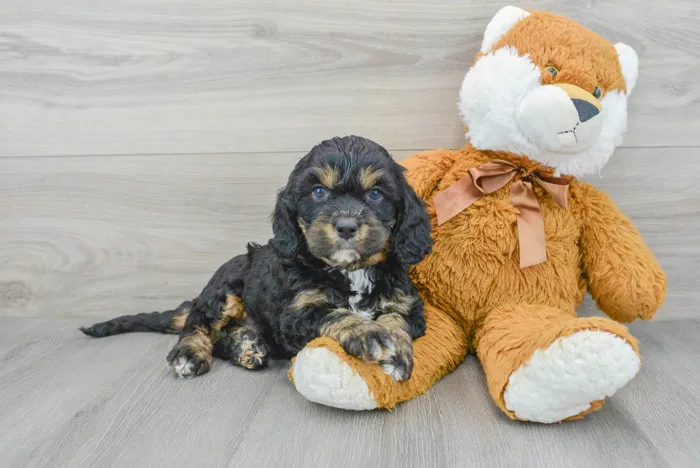 Male Cavapoo puppy for sale at Pinogy Store.