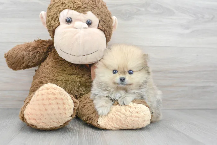Female Pomeranian puppy for sale at Pinogy Store.