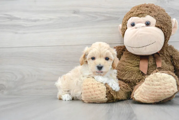 Female Maltipoo puppy for sale at Pinogy Store.