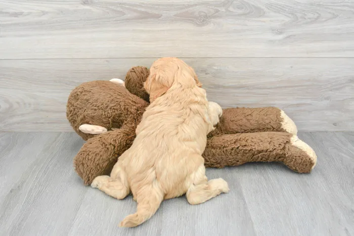 Male Cavapoo puppy for sale at Pinogy Store.