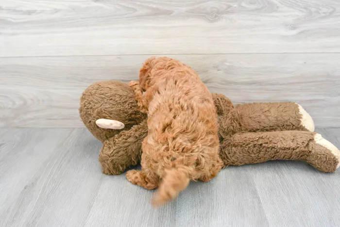 Female Mini Goldendoodle puppy for sale at Pinogy Store.